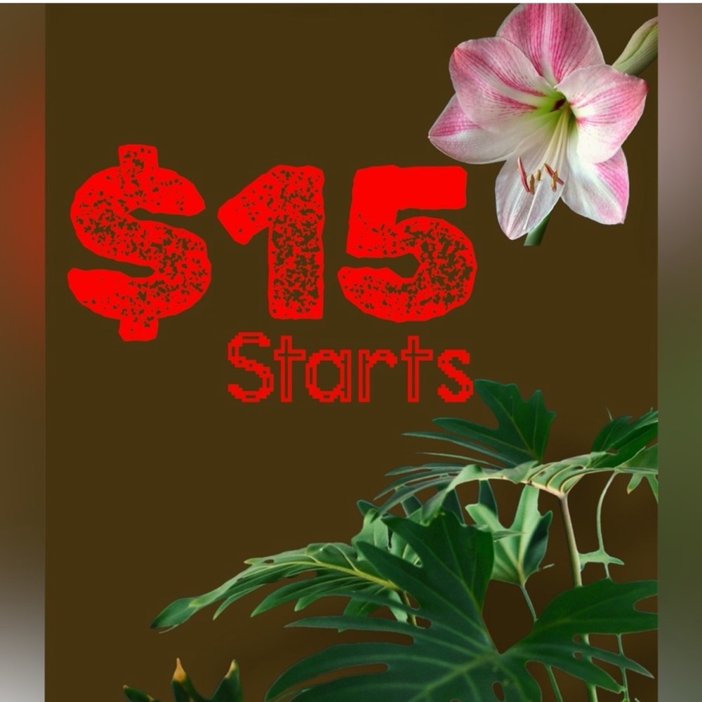 $15 Starts
